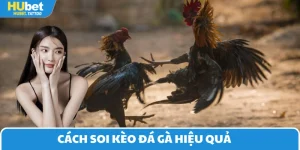 Cách soi cầu đá gà 