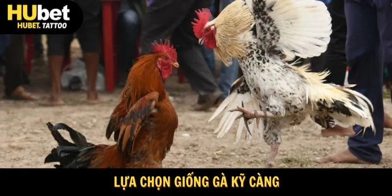 Chọn giống gà chọi tốt