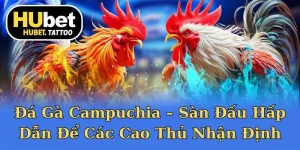 Đá gà Campuchia là sân chơi hấp dẫn với luật chơi minh bạch