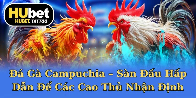 Đá gà Campuchia là sân chơi hấp dẫn với luật chơi minh bạch