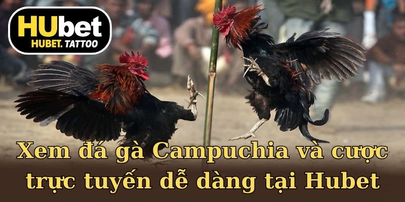 Những yếu tố làm cho đá gà Campuchia luôn có sức hút riêng