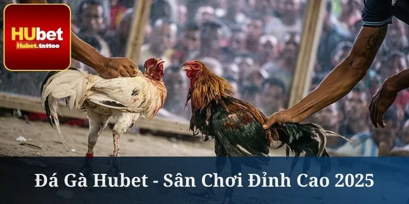 Đá gà Hubet được khách hàng theo dõi thường xuyên