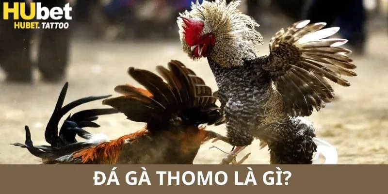 Đá gà Thomo là trường đấu giải trí thú vị