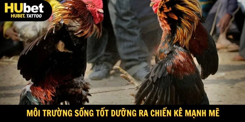 Môi trường sống lý tưởng